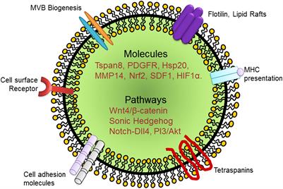 Exosomes in the Regulation of Vascular Endothelial Cell Regeneration